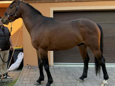 Magyar sportló herélt