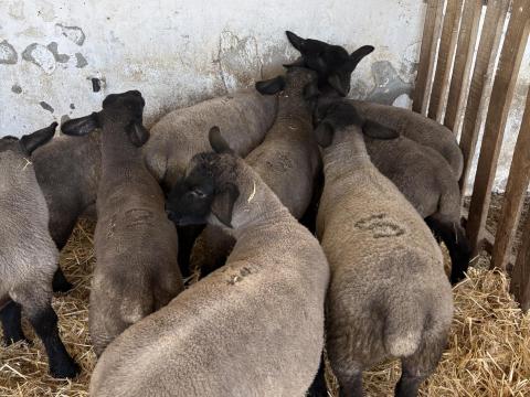 Eladó Suffolk bárányok Eladó Suffolk bárányok