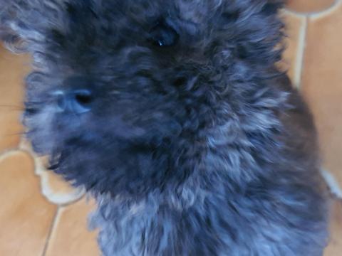 Puli keverék kiskutya örökbefogadót keres