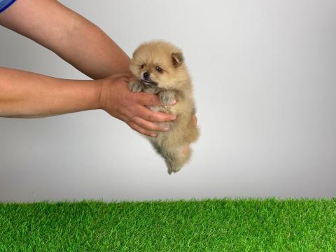 Törzskönyves Pomerániai törpespitz Pomi kiskutya