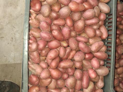 Burgonya eladó Burgonya eladó