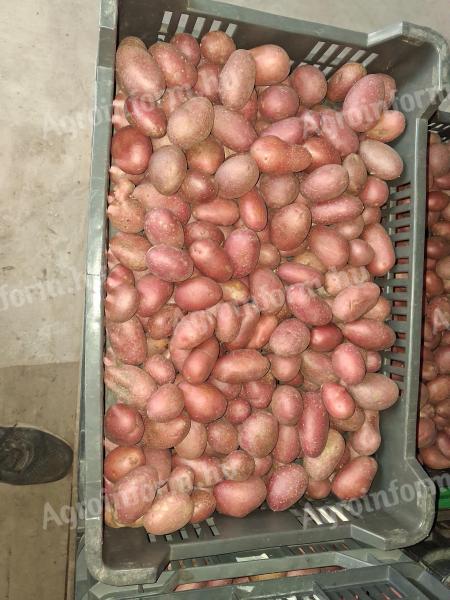 Burgonya eladó