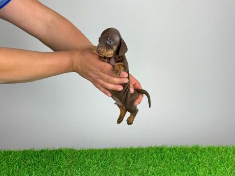 Törzskönyves Törpe tacskó kiskutya