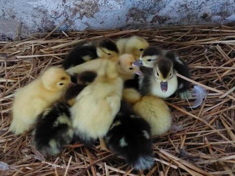 Néma kacsa eladó Néma kacsa eladó