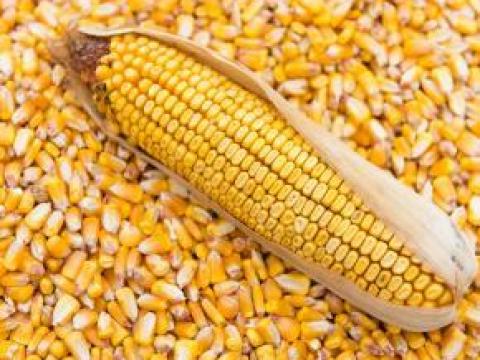 Kukorica