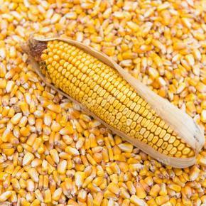 Kukorica