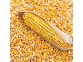 Kukorica