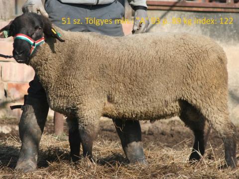 Suffolk kosok törzstenyészetből eladóak