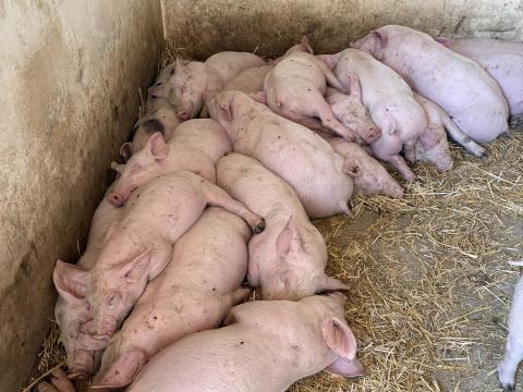 Eladó Hypor Maxter malacok