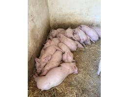 Eladó Hypor Maxter malacok