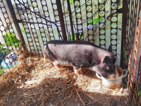 Vietnámi csüngőhasú kan eladó