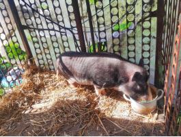 Vietnámi csüngőhasú kan eladó