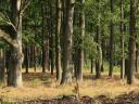 7,1 ha tölgy erdő eladó