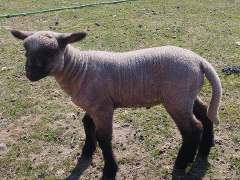 Shropshire jerke és márciusi születésű Shropshire kos bárány eladó Shropshire jerke és márciusi születésű Shropshire kos bárány eladó