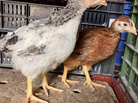 Előnevelt csirke eladó 4-5 hetes, többféle fajtaválaszték