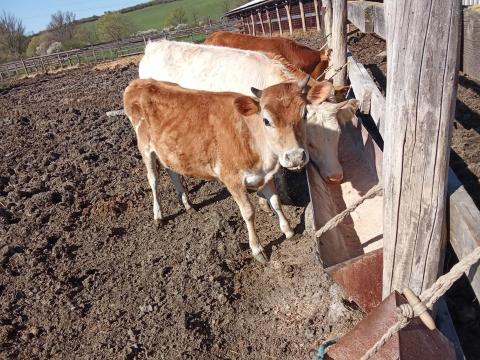 Jersey üszőborjú Jersey üszőborjú