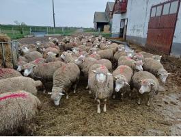 Anyajuhok eladók továbbtartásra