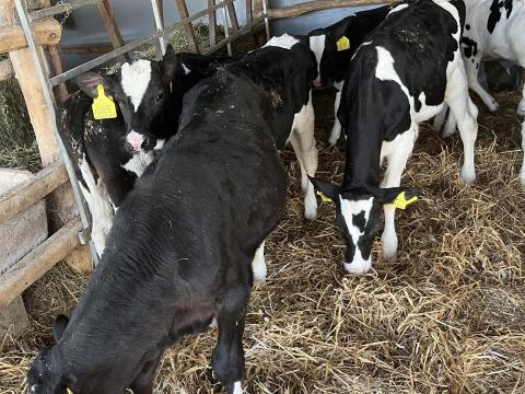 Fríz borjú - 11-12 hetes bikák egyben eladók Fríz borjú - 11-12 hetes bikák egyben eladók