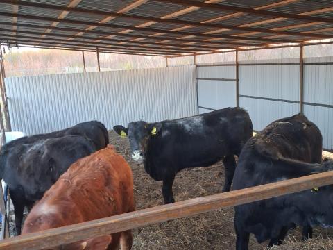 Eladó 5 db üsző borjú