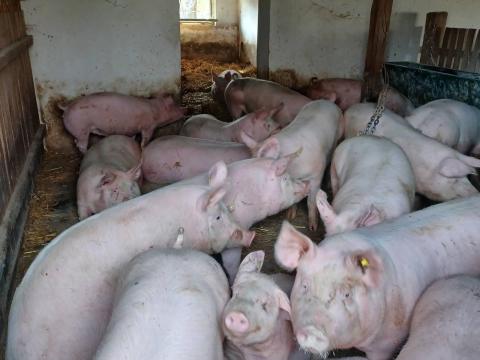 Húsjellegű sertések