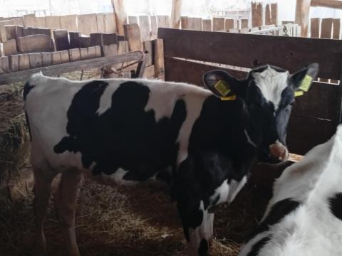 Holstein frize üsző borjúk eladók Holstein frize üsző borjúk eladók
