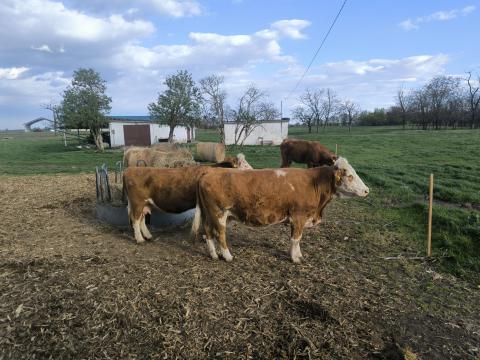 Húsmarha tehenek eladók állománycsökkentés miatt