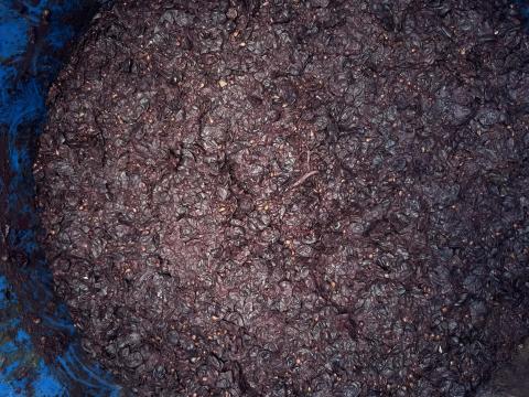 Cabernet Sauvignon bogyózott törköly a Villányi-Kisharsány borvidékről Cabernet Sauvignon bogyózott törköly a Villányi-Kisharsány borvidékről