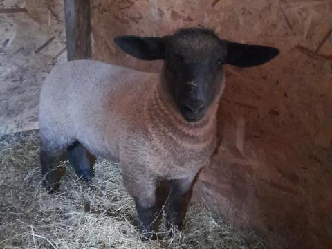 Eladó suffolk bárány