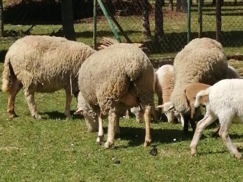 Merino anyajuhok eladók hobbi tartásból Merino anyajuhok eladók hobbi tartásból