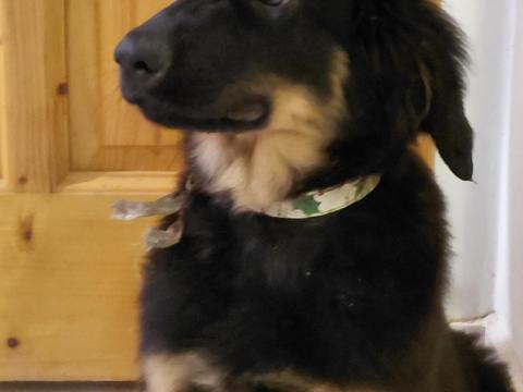 Hovawart kislány kutya eladó a Buda Side Hovawart kennelből