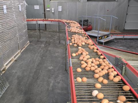 Lubing tojásszállító pálya eladó