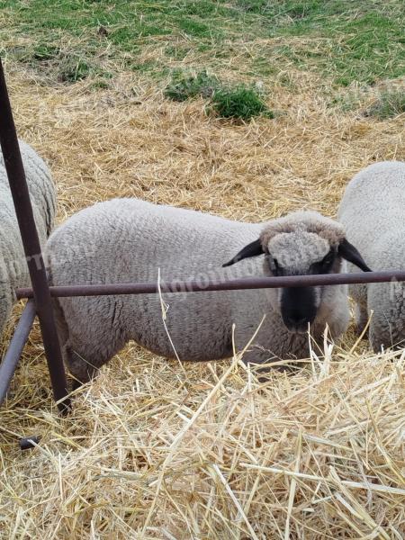 Kos birka bárány eladó