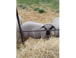 Kos birka bárány eladó