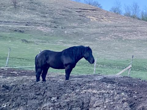 Eladó különleges ló,  csikó,  csődör