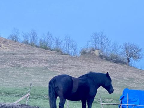 Eladó különleges,  nyugodt természetű fekete kanca ló