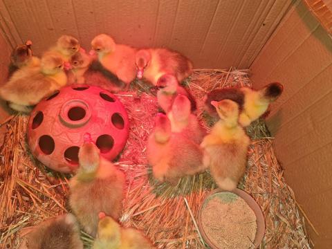 Eladó kislibák Győrújbaráton