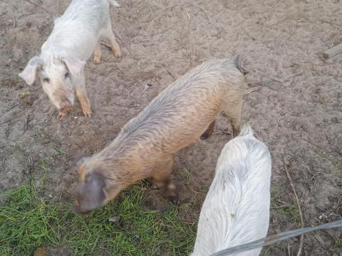Durok és fehér húsjellegű, körülbelül 30 kilós tanyasi süldő malacok eladók