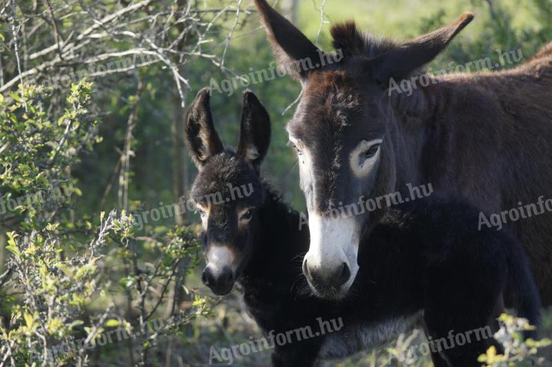 Magyar parlagi szamarak eladók
