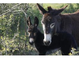 Magyar parlagi szamarak eladók