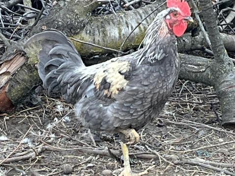 Krédli kakas Krédli kakas