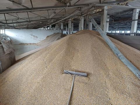 Búza és vegyes termény eladó