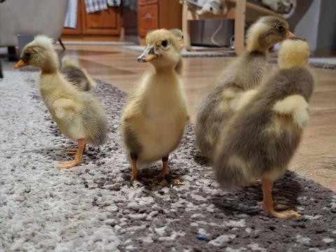 Eladó napos indiai futókacsák Eladó napos indiai futókacsák