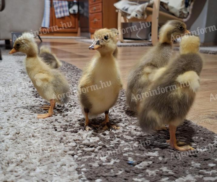 Eladó napos indiai futókacsák