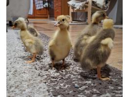 Eladó napos indiai futókacsák