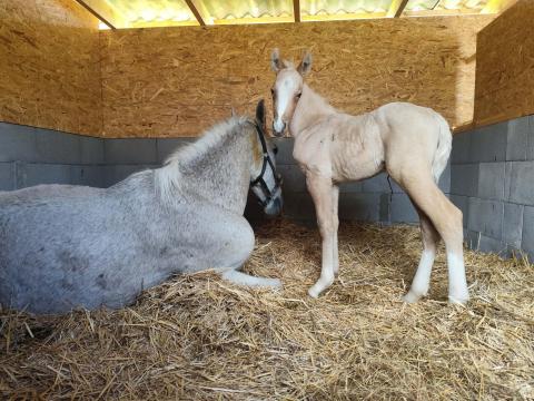 Eladó lipicai kanca csikójával