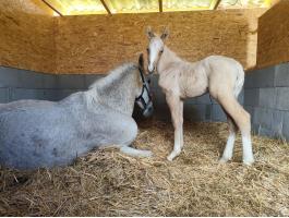Eladó lipicai kanca csikójával