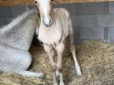 Eladó lipicai kanca csikójával