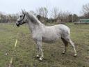 Eladó lipicai kanca csikójával