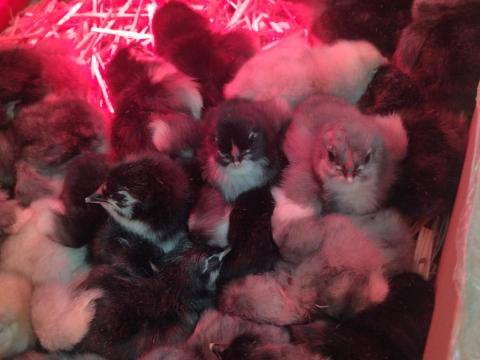 Australorp naposcsibék