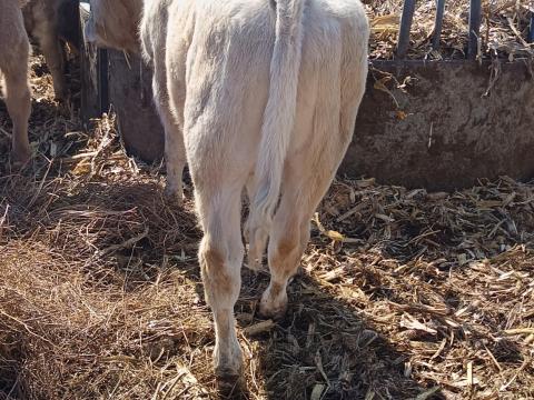 F1 bika borjak eladók